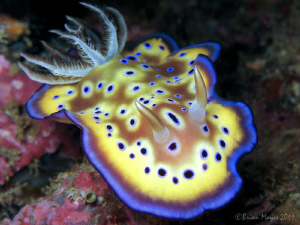 Nudibranch (Chromodoris kuniei) at Mike's Point, Dampier ... by Brian Mayes 